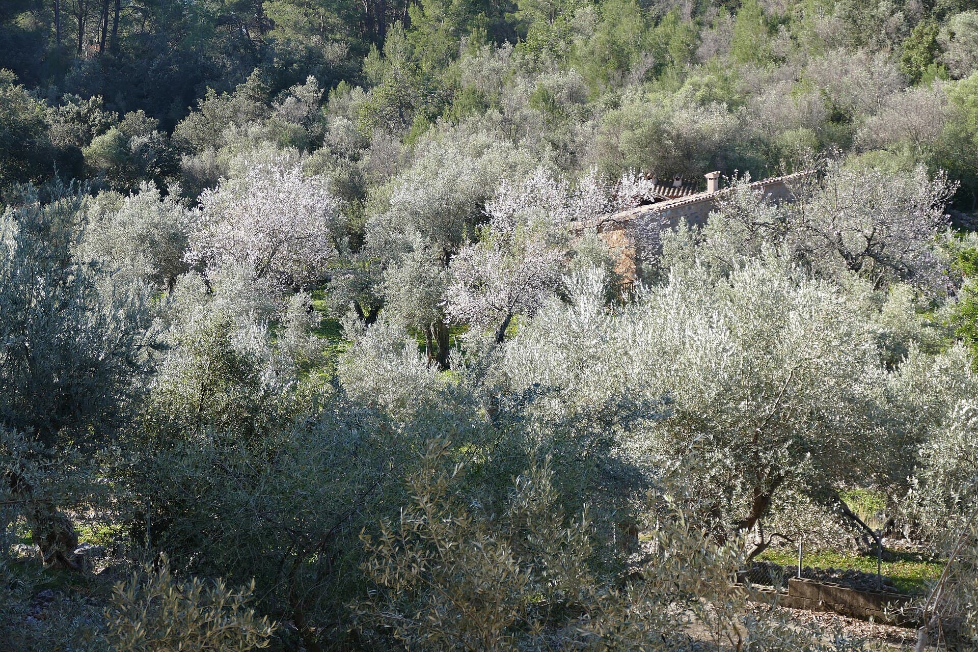 Costa y sierra de Mallorca