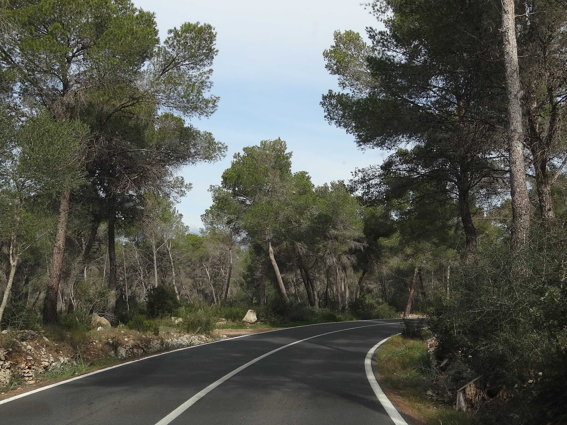 Camino forestal entre pinos en Mallorca