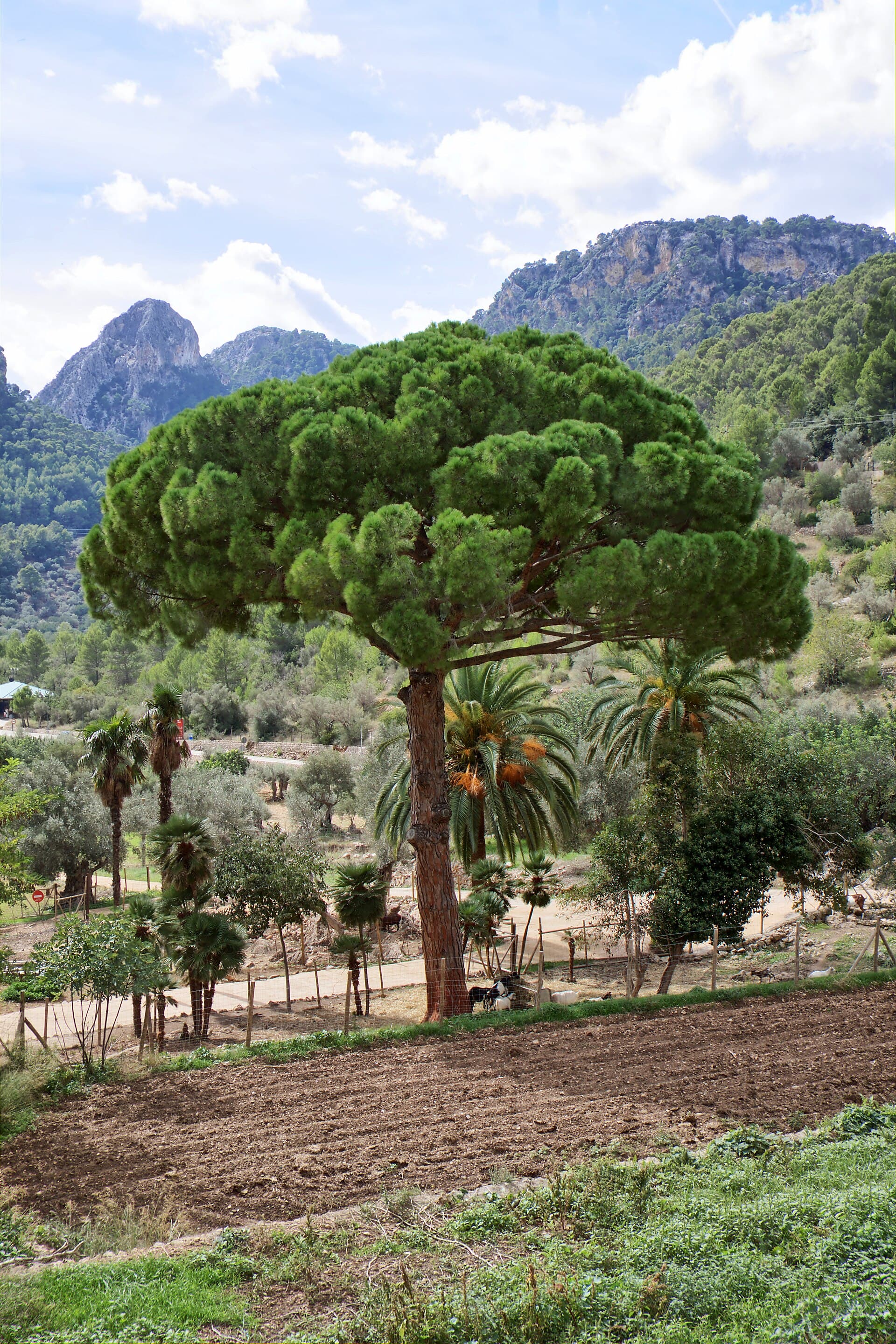 Paisaje agrícola de Mallorca